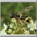 Tenthredo amoena - Blattwespe m10.jpg